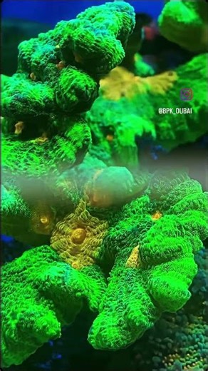 Out of This World! 🛸 Space Invader Pectinia Showcase | BPK Dubai: UAE’s #1 Marine Store 🌊💎 #Pectinia