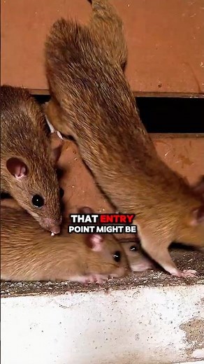 Are Mice Ever Really Gone? The Truth About Mouse Infestations in Homes