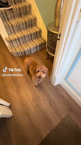 Teddy's Adorable First Shopping Spree Experience