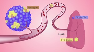12K views · 31 reactions | How do clustered circulating tumor cells initiate metastasis? Circulating tumor cell clusters may break off from a solid cancerous tissue and lead to metastatic dissemination. The Aceto Lab at ETH Zurich investigates the biology and vulnerabilities of these clusters, aiming to identify novel therapeutic opportunities. | Sci Ani | Facebook