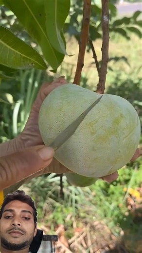 🤤😍mango fruit bahot hi testi mera favourite#sfhomegarden#mangofruit#harvesting#farming#fruiting
