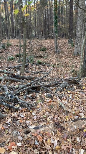 Morning walk with Ollie | Jill Lynch