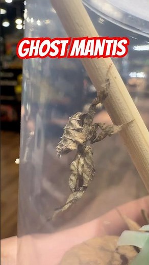 We finally have some Ghost Mantis in store. What an amazing cryptic species!