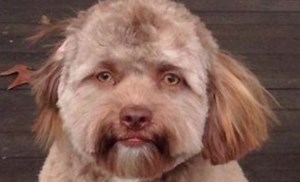 Human-Faced Dog | Know Your Meme