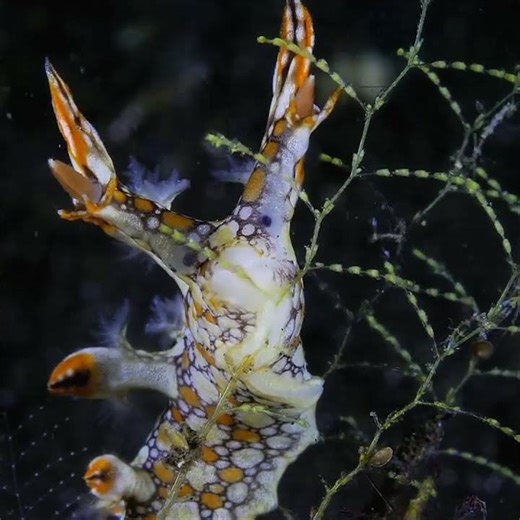🐌 Close-Up of a Sea Slug Eating Sea Plants 🌿✨ #shorts #travel #sceniclandscapes #mountains