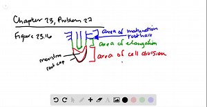 SOLVED:A technician is preparing microscope slides that will display the different stages of mitosis from root samples. He compares sections from several areas of the root. Which is the best prediction of his observation? a. The technician will see mostly mitotic cells in the root cap. b. The technician will observe mitotic figures in the meristematic tissue below the cap. c. The technician will observe cell division in the elongation zone. d. The technician will see that most mitotic cells are 