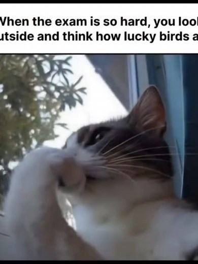 Les meilleurs mèmes de chats pour tous les fans