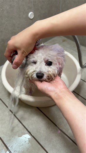 #Dog bathing #Cute pets #The joys of dog - keeping #bichon