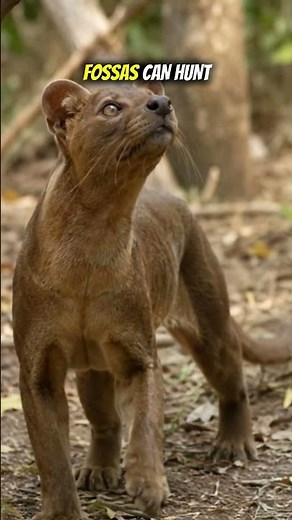 Fossa: Madagascar’s Silent Apex Predator #wildlife #animalfacts #animals