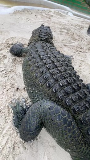 647K views · 10K reactions | Macho and Snoopy! Look at these two...