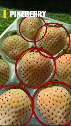 TOP 5 RAREST FRUITS YOU WON’T BELIEVE EXIST 😱🍎 #shorts #top5 #rarefruits