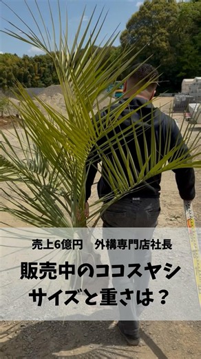 How big and heavy is the Cocos palm for sale?💭 #Landscaping #Exterior #Palmtree