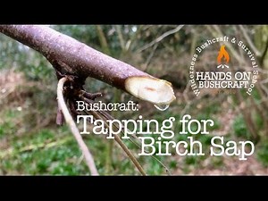 How to safely tap Silver Birch for its sap