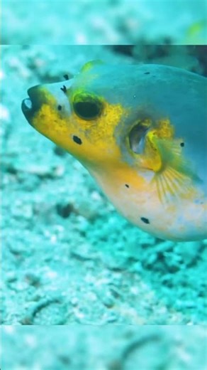 HD Fish Tank Close-Ups – Mesmerizing Underwater Moments