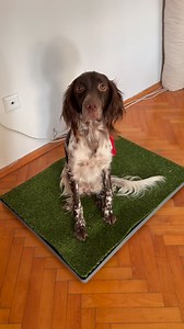 🚫 Ped değiştir, koku bastır derdi bitti 🌿 GreenPee akıllı çim tuvaleti 🐶 Köpeğin rahat 🏠 Ev ferah 🚫 Ped kokusu yok 🌿 GreenPee ile daha temiz bir yaşam 👉 Şimdi keşfet | GreenPee