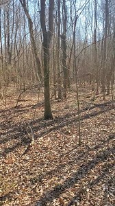 8.8K views · 129 reactions | On guided Swamp Rabbit hunting excursions, everyone must be positioned and alert throughout. | Catron's Kennel | Facebook