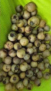 Juntando Arrayanes #plantas #frutas #frutasexóticas #frutastropicales #fruits #exoticfruitplants