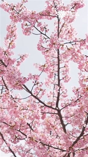 172K views · 3.8K reactions | Every spring, Japan bursts into pink as cherry blossoms blanket the country, turning simple strolls into magical experiences. Symbolizing the samurai spirit, the blossoms remind us that life is brief but beautiful—a sentiment that lives on in Washington, D.C., where Japan’s 1912 gift of cherry trees still enchants. cbsn.ws/6649 | CBS Sunday Morning | Facebook