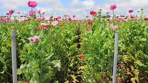 8 opium poppy fields found in Monterey County