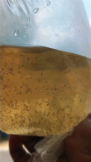 benih udang vanami perairan laut java