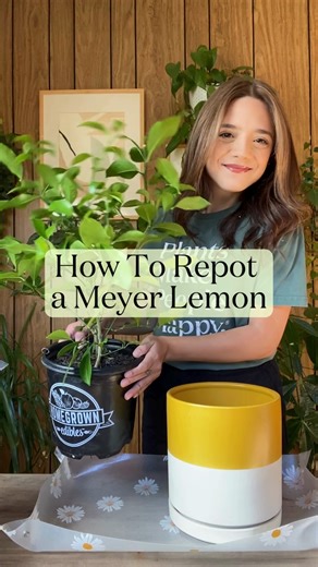 The Sill on Instagram: "New to repotting a Meyer lemon? We've got you🍋 Repotting might feel intimidating, but it’s one of the easiest ways to help your tree settle in and grow strong. Follow along as we walk through the basics, step by step, no green thumb required! From bush and tree Meyer lemons to care kits and planters, we’ve got everything you need to gift or grow with confidence🌿 #plantsmakepeoplehappy #meyerlemon #repottingplants"