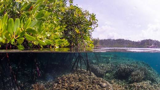 How are mangrove restoration projects doing? Interview with Tom Worthington