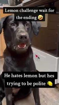 Watch This Hilarious Video of a Dog vs. Lemon: When Life Gives a Dog Lemons!