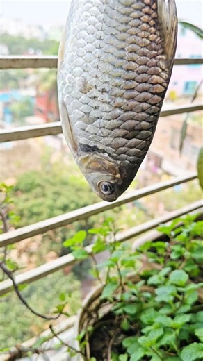 Fish fry.🐟#shorts #shortsvideo #youtubeshorts #fish