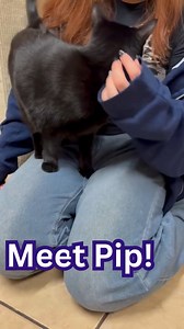 This wonderful lady just wants to go home for the holidays.... won't you give her a chance? Submit an online application at folas.org to meet Pip! | Friends of Linden Animal Shelter