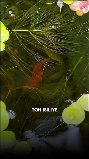 How to care✅your🐟shrimp || cherry shrimp || breeding ||#cherry #shrimp