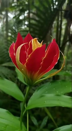 🔥「10秒见证火焰百合绽放，火红花瓣宛如火焰！」🔥「10-Second Gloriosa Superba Bloom – Flaming Lily Time-Lapse!」