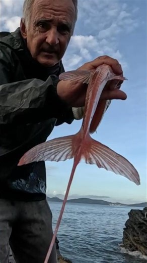 PEIXE-TROMBETA VERMELHO MUITO GRANDE #cabofrio #fishing #fish #pesca #pescaria #pescador #peixes