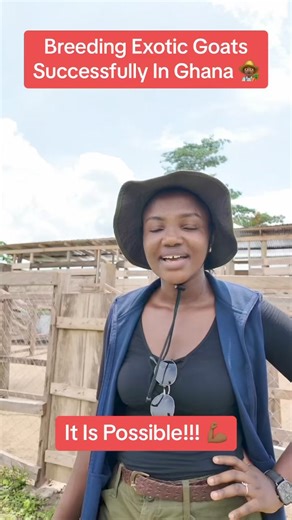 Breeding Exotic Goats Successfully in Ghana: See Our Newborn South African Boers!#farminginafrica #semanhyiagrass #ghanatiktok🇬🇭 #semanhyiafarms #livestock #agriculture #goatbreeding #ghana #foreigngoats #southafrica #farmlife #successfulbreeding #healthygoats #skeptics #provingthemwrong | Farming In Africa
