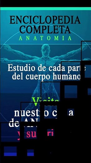 Región Cervical: musculos y Tendones #anatomia #estudio #salud #video #medicina #muscular #cuello