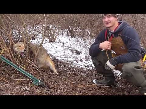 Snaring Winter Fox and Coyote