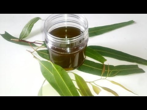 How to Make Eucalyptus oil for Hair, Skin & Cold