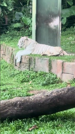 The Majestic White Bengali Tiger in Action! 🐅❄️