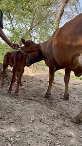 #hfcow #cowforsale #cows #jerseycow #BiggestCow #animals #dairyfarm #farming #cowfarm#shorts#shortsvideo#dairycowtv#viralshorts | cow tv
