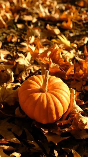 Comment conserver les courges, potirons, butternut, potimarons ? #plants #cuisine #foodlover #courge #pourtoi