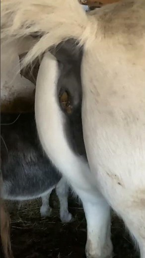 Mare pooping 💅🏽💩