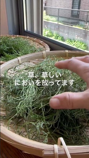 スギナ茶作ってます#家庭菜園 #無肥料
