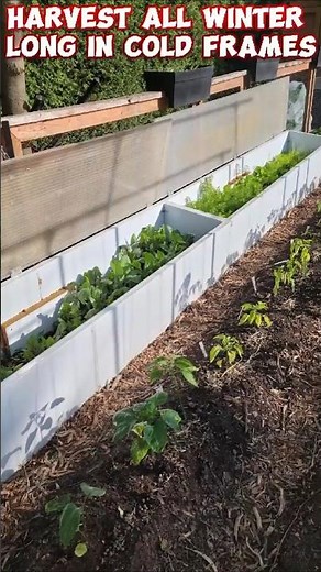 Harvest All Winter Long in Cold Frames