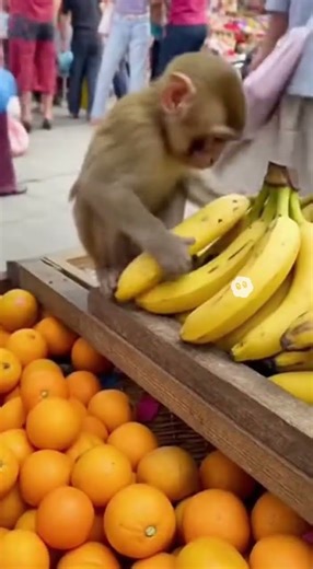 Wholesome Animal Fails You Can’t Stop Watching 😂