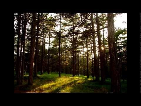 Slobodan Mulina - Zlatibore pitaj Taru