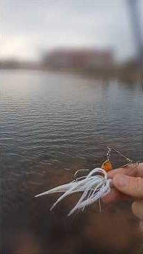 Catching Bass on a spinnerbait w/trailer