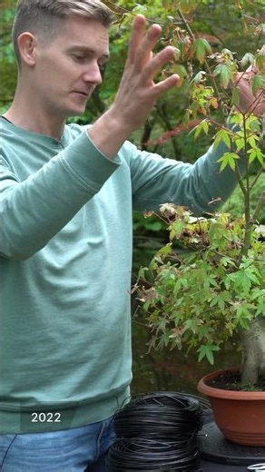 Styling a Maple Bonsai