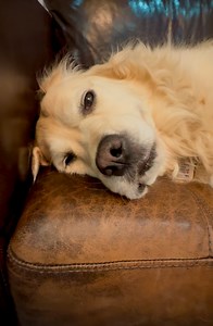 Listen Lisa! Dis PollyPops need had Disco Nap if I’m going to dat Disco. #tgif #weekend #disco | Along Came Polly, Rosie and Bubba