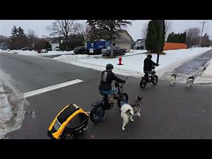 Taking the Whole Pack Out: 4 Huskies, 2 E-Bikes, 1 Burley Trailer! 🐺 🚲 🐾 ❤️ #husky #urbanmushing
