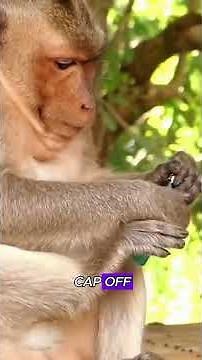 What caused that sudden explosion?#animals #monkey #foryou