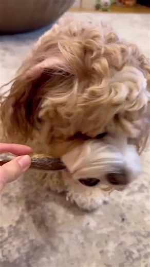 Dehydrated Yellow Croaker: All-natural High Protein Treat for Dogs, Cats, Humans - Etsy